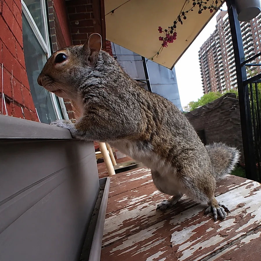 Grey squirrel standing on a balcony table, reaching up onto a planter