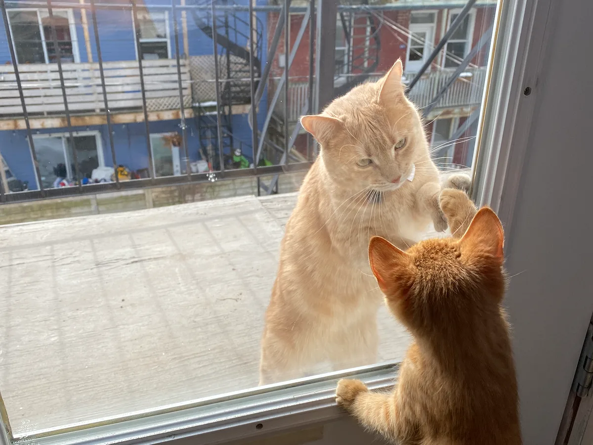 Two ginger cats face to face through a glass balcony door, one outside and one inside