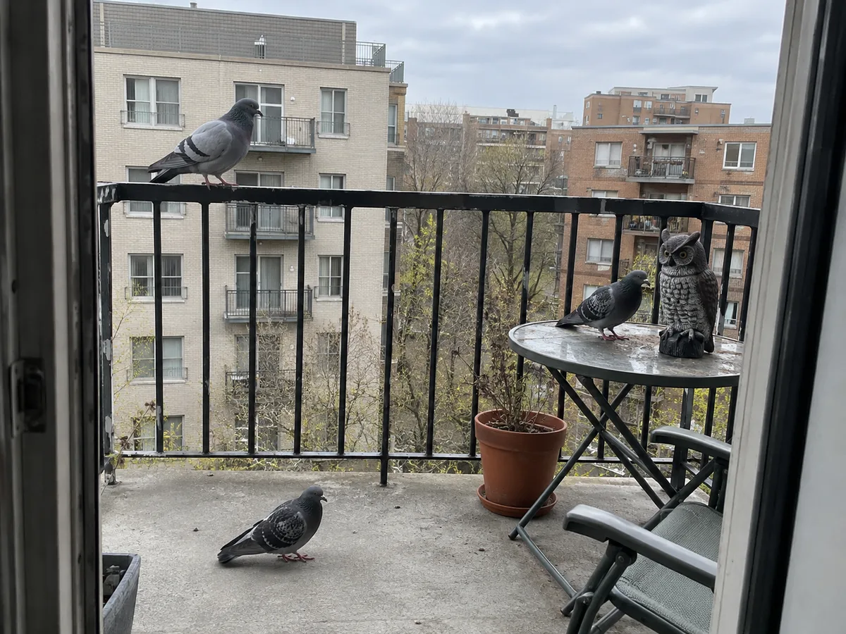 Three pigeons on an apartment balcony, one standing on a table right beside a plastic owl decoy