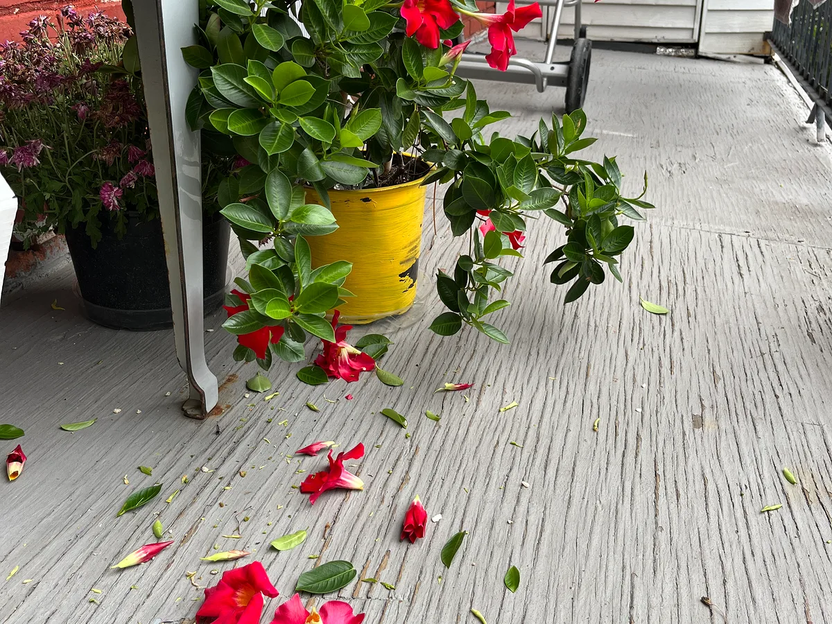 Red mandevilla flowers bitten off a potted plant and scattered across a balcony floor
