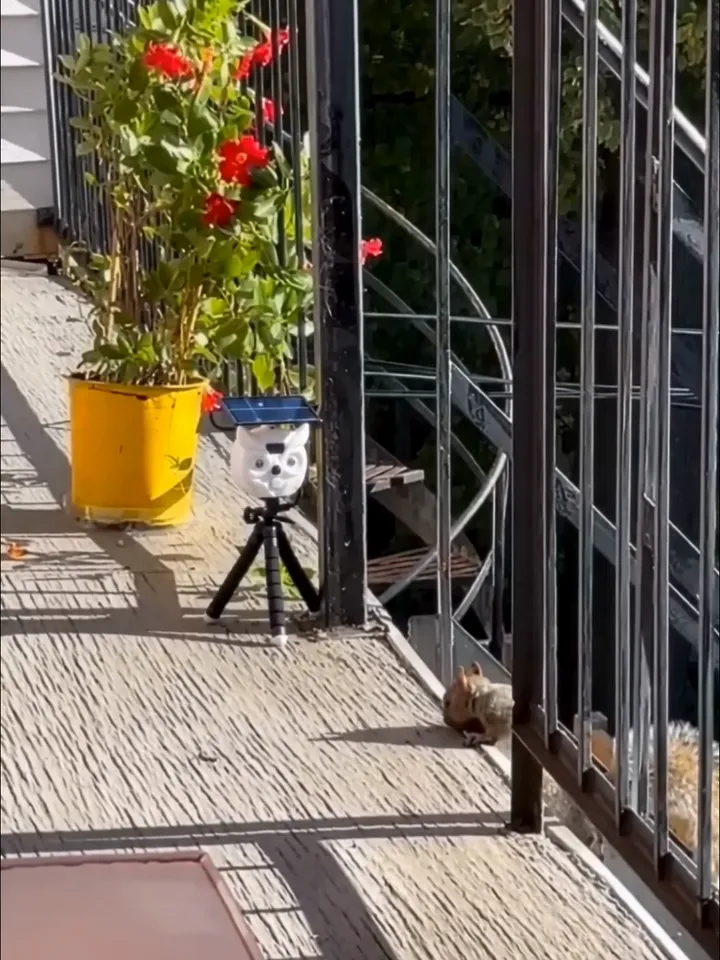 Real footage: BalconyPatrol on a balcony next to a planter, a squirrel at the railing